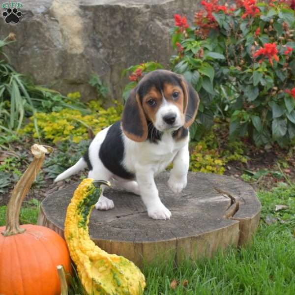 Lily, Beagle Puppy