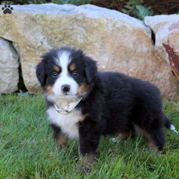 Lily, Bernese Mountain Dog Puppy