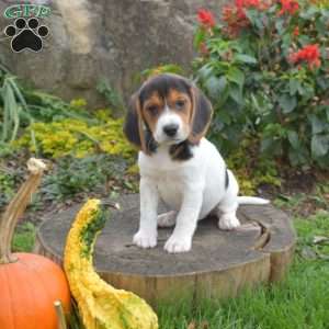 Lily, Beagle Puppy