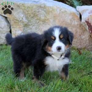 Lily, Bernese Mountain Dog Puppy