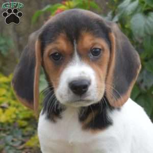 Lily, Beagle Puppy