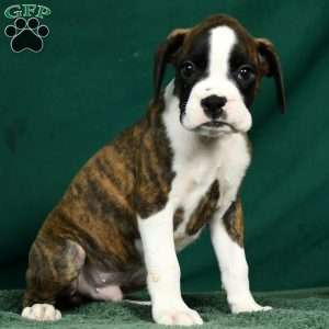 Lincoln, Boxer Puppy