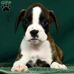 Lincoln, Boxer Puppy