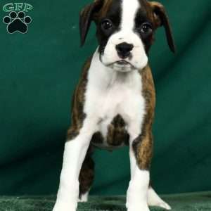 Lincoln, Boxer Puppy
