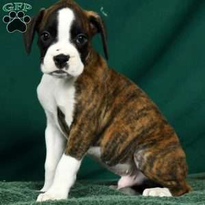 Lincoln, Boxer Puppy