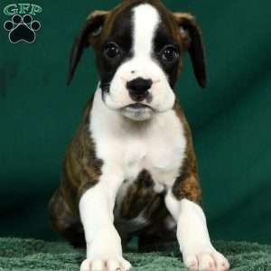 Lincoln, Boxer Puppy