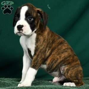 Lincoln, Boxer Puppy