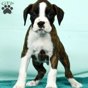 Lincoln, Boxer Puppy