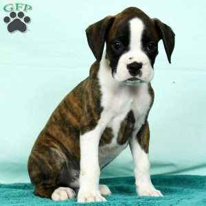 Lincoln, Boxer Puppy