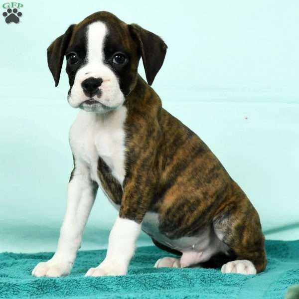 Lincoln, Boxer Puppy