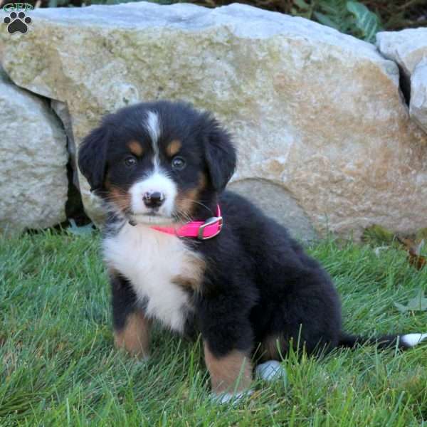 Lindy, Bernese Mountain Dog Puppy
