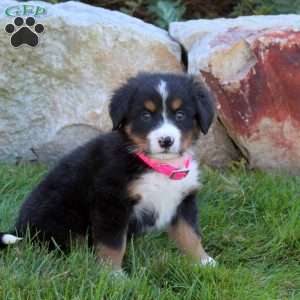 Lindy, Bernese Mountain Dog Puppy