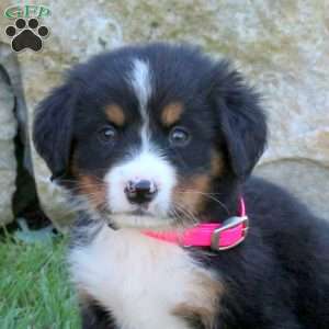 Lindy, Bernese Mountain Dog Puppy
