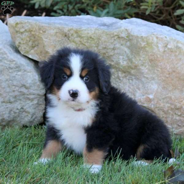 Link, Bernese Mountain Dog Puppy