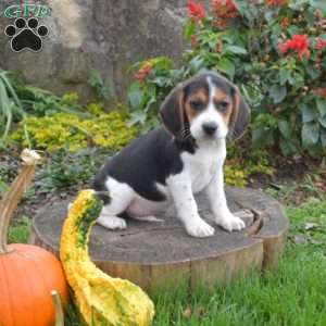 Link, Beagle Puppy