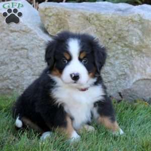 Link, Bernese Mountain Dog Puppy
