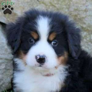 Link, Bernese Mountain Dog Puppy