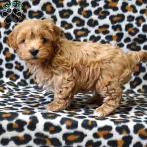 Link, Maltipoo Puppy