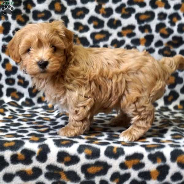 Link, Maltipoo Puppy