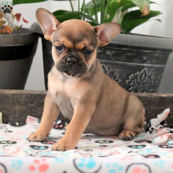 Lisa, French Bulldog Puppy