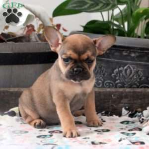 Lisa, French Bulldog Puppy