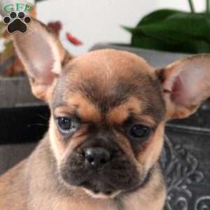 Lisa, French Bulldog Puppy