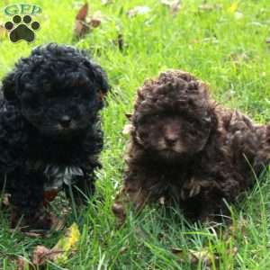 Jumper, Havapoo Puppy
