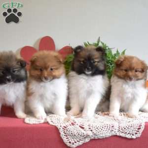 Princess, Pomeranian Puppy