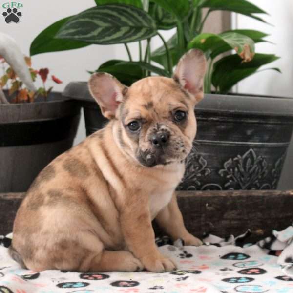 Lizzie, French Bulldog Puppy
