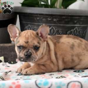 Lizzie, French Bulldog Puppy