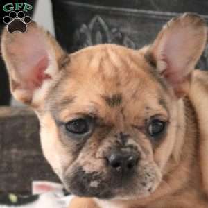 Lizzie, French Bulldog Puppy