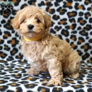 Lizzie, Maltipoo Puppy