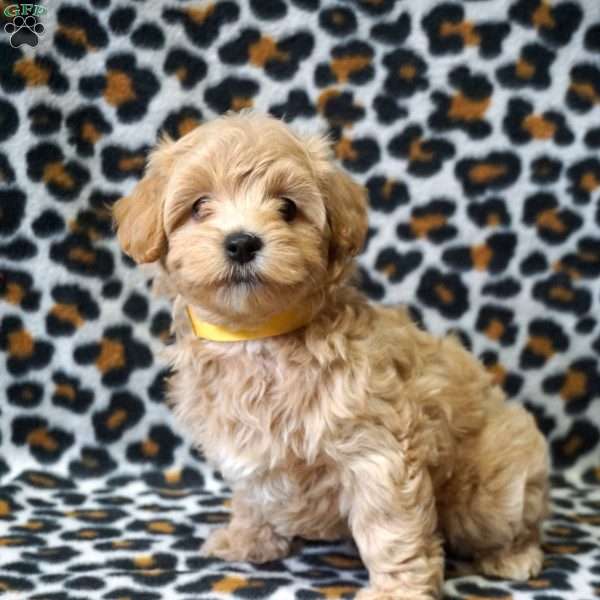 Lizzie, Maltipoo Puppy