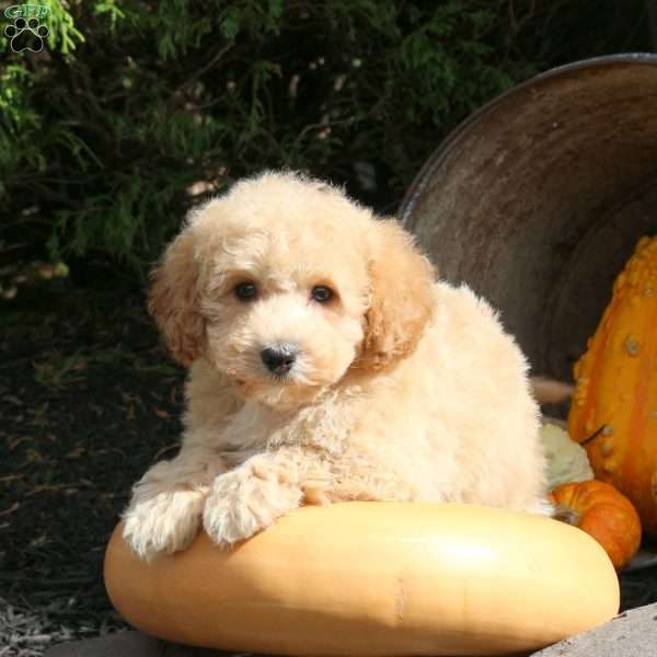 Logan, Bich-Poo Puppy