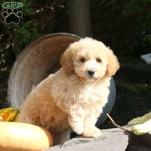 Logan, Bich-Poo Puppy