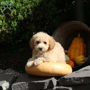 Logan, Bich-Poo Puppy