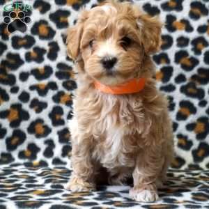 Loki, Maltipoo Puppy