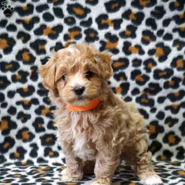 Loki, Maltipoo Puppy