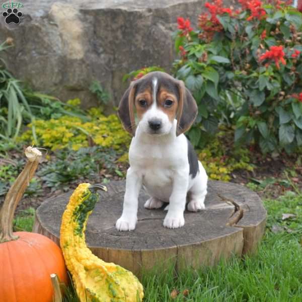 Lola, Beagle Puppy