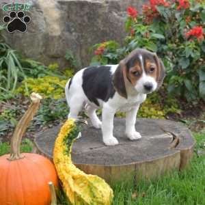 Lola, Beagle Puppy
