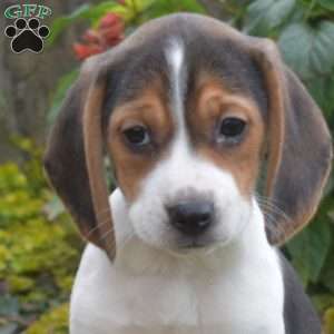 Lola, Beagle Puppy