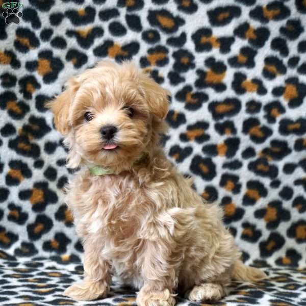 Lola, Maltipoo Puppy