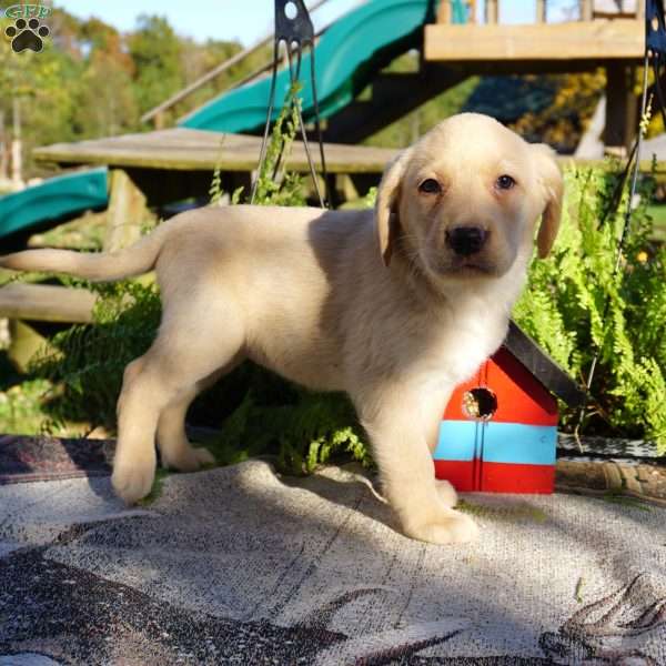 Lollipop, Yellow Labrador Retriever Puppy