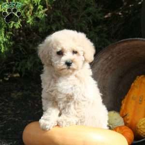London, Bich-Poo Puppy