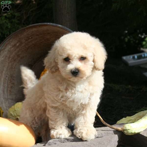 London, Bich-Poo Puppy