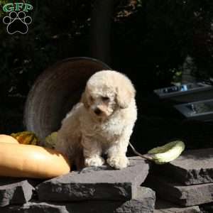 London, Bich-Poo Puppy