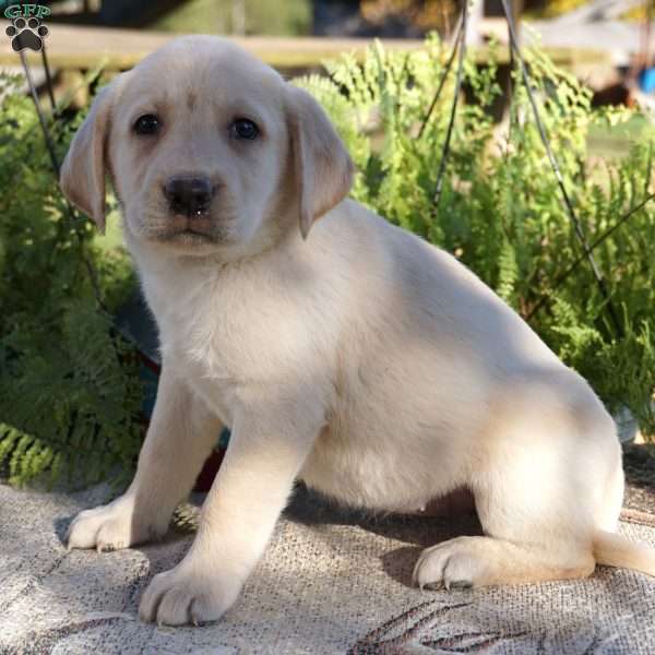 London, Yellow Labrador Retriever Puppy