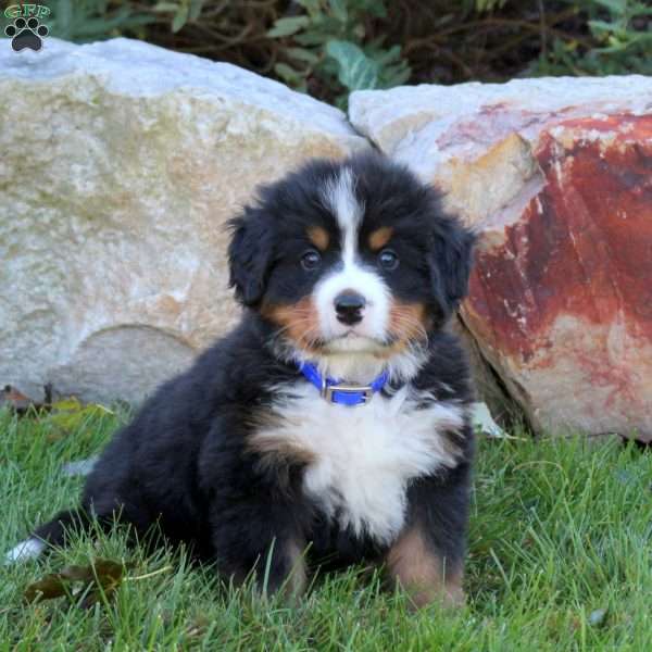 Louie, Bernese Mountain Dog Puppy