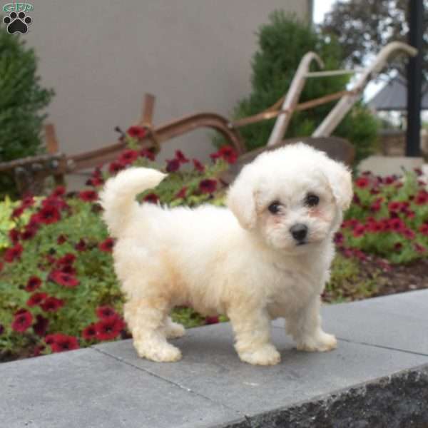 Louie, Bichon Frise Puppy