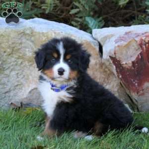 Louie, Bernese Mountain Dog Puppy